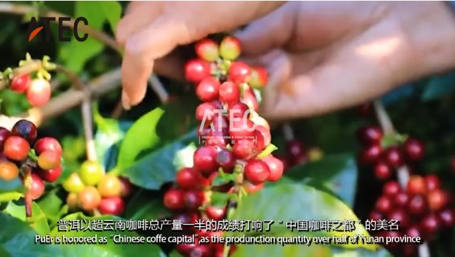 深圳安泰科柔性山地篇 ： 撑起普洱光伏咖啡园的绿色屏障